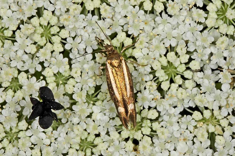 Scythris knochella